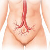 La veine colique : anatomie, trajet et importance clinique