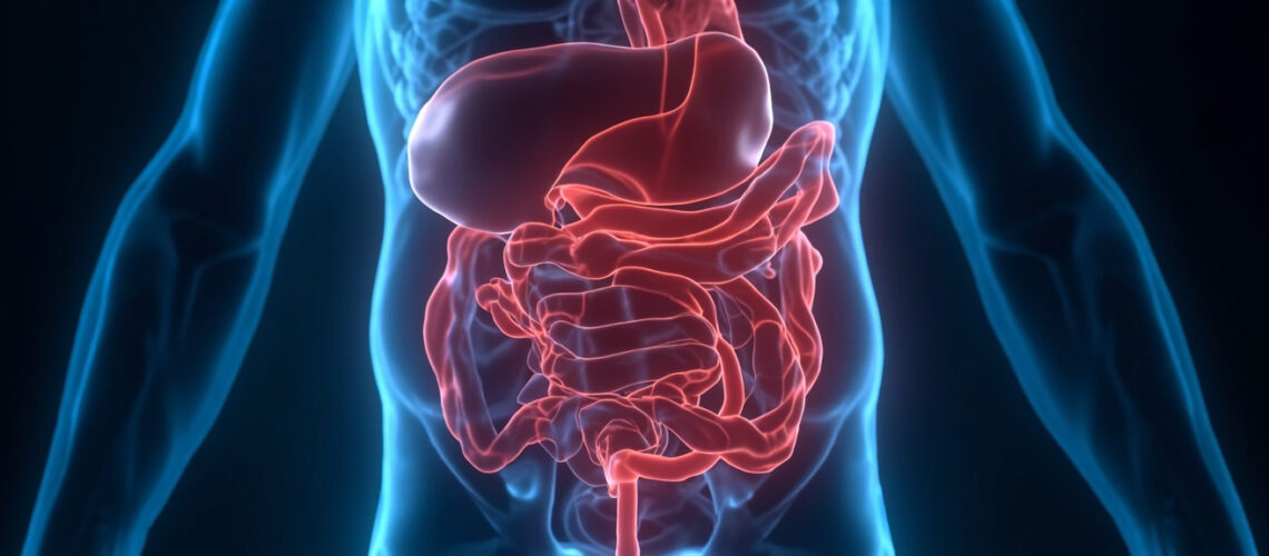 La veine mésentérique supérieure : anatomie, fonction et pathologies