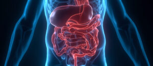 La veine mésentérique supérieure : anatomie, fonction et pathologies