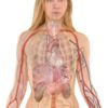 La vésicule biliaire : anatomie, fonctions et pathologies courantes