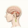 L'aire de Brodmann 3 : anatomie, fonctions et importance clinique