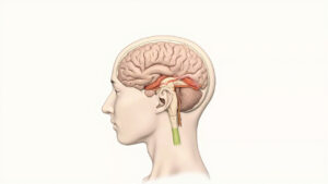 L'aire de Brodmann 3 : anatomie, fonctions et importance clinique