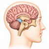 L'amygdale cérébrale : anatomie, fonctions et pathologies