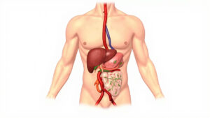L'artère hépatique commune : anatomie, trajet et pathologies