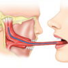 L'artère linguale : anatomie, trajet et importance clinique