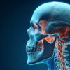L&rsquo;artère ophtalmique : anatomie, fonction et pathologies associées