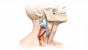 L'Axis : Anatomie, Fonctions et Pathologies de la Deuxième Vertèbre Cervicale