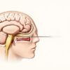 Le Bulbe Olfactif : Anatomie, Fonction et Importance Clinique