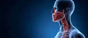 Le constricteur inférieur du pharynx : anatomie, fonction et pathologies associées