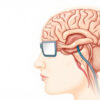 Le cortex visuel primaire : anatomie, fonctionnement et pathologies