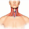 Le creux sus-claviculaire : anatomie, exploration clinique et signification pathologique