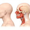 Le ganglion sous-mandibulaire : anatomie, fonction et pathologies