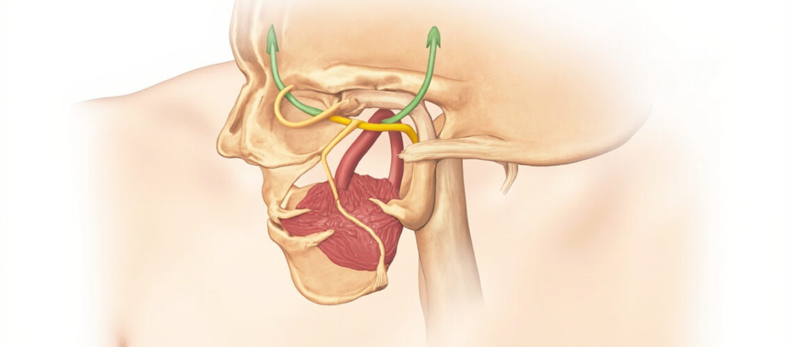 Le ganglion trigéminal : anatomie, fonction et pathologies