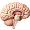 Le Globus Pallidus : Anatomie, Fonctions et Pathologies du Noyau Gris Central
