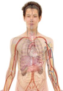 Le grand fessier (gluteus maximus) : anatomie, fonctions et santé