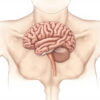 Le gyrus supramarginal : anatomie, fonctions et implications cliniques