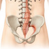 Le ligament ilio-lombaire : anatomie, fonctions et pathologies