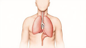 Le lobe antérieur hypophysaire : anatomie, hormones et fonctions