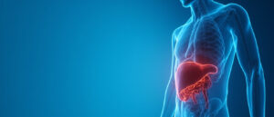 Le lobe hépatique droit : anatomie, fonctions et pathologies
