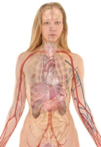 Le lobe supérieur du poumon : anatomie complète, fonction et pathologies