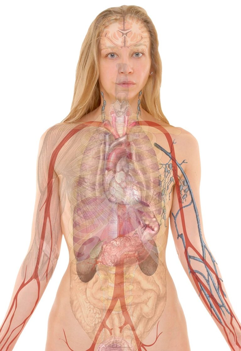 Le lobe supérieur du poumon : anatomie complète, fonction et pathologies