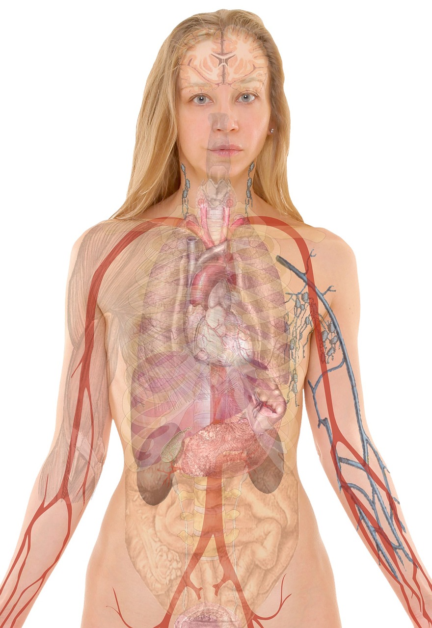 Le lobe supérieur du poumon : anatomie complète, fonction et pathologies