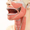 Le muscle crico-thyroïdien : anatomie, fonction et pathologies