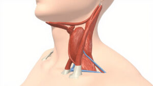 Le muscle sterno-thyroïdien : anatomie, fonction et implications cliniques