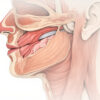 Le muscle thyro-aryténoïdien : anatomie, fonction et pathologies associées