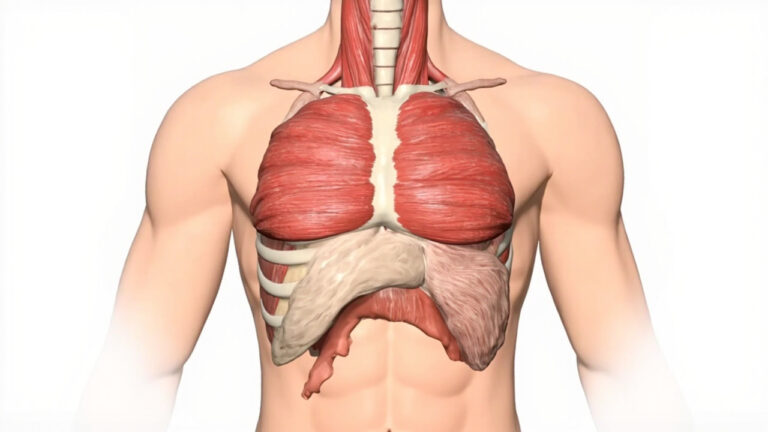 Le muscle transverse du thorax : anatomie, fonction et pathologies