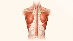 Le muscle trapèze : anatomie complète, fonctions et pathologies