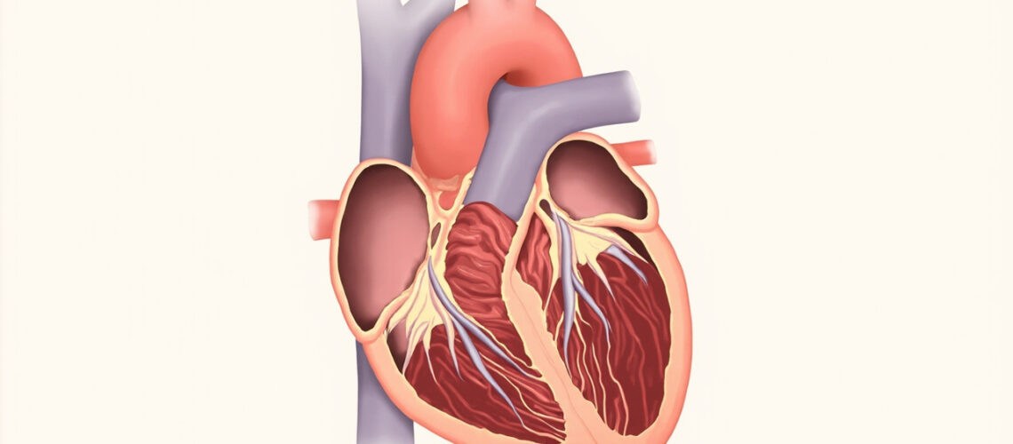 Le Myocarde : Structure, Fonction et Pathologies du Muscle Cardiaque