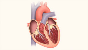 Le Myocarde : Structure, Fonction et Pathologies du Muscle Cardiaque