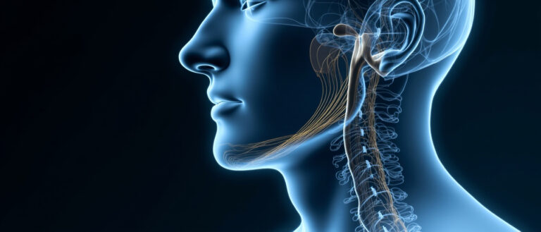 Le nerf glossopharyngien (IX) : anatomie, fonctions et pathologies