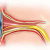 Le nerf oculomoteur III : anatomie, fonctions et pathologies