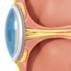 Le nerf optique : anatomie, fonction et pathologies