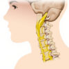 Le nerf spinal : anatomie, fonctions et pathologies des nerfs rachidiens