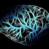 Le Neurone : Structure, Fonction et Importance dans le Système Nerveux