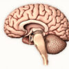 Le noyau basal de Meynert : anatomie, fonctions et rôle dans les pathologies