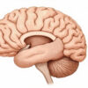 Le noyau dentelé : anatomie, fonctions et pathologies de ce noyau cérébelleux essentiel