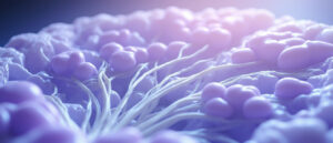 Le noyau globuleux : anatomie, fonctions et implications cliniques