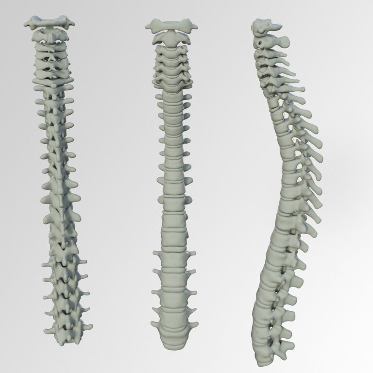 Le noyau pulpeux : anatomie, fonction et pathologies du disque intervertébral