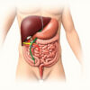 Le péritoine : anatomie complète, fonctions et pathologies de cette membrane essentielle