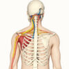 Le plexus brachial : anatomie complète, fonctions et principales pathologies