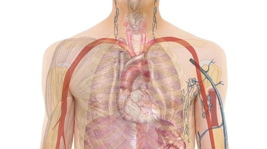 Le plexus sous-papillaire : structure, rôles et exploration clinique