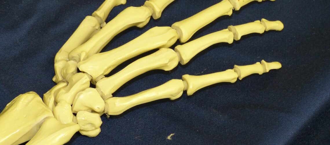 Le pubis : anatomie complète, rôle et pathologies du pelvis
