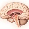 Le quatrième ventricule : anatomie, fonctions et pathologies associées