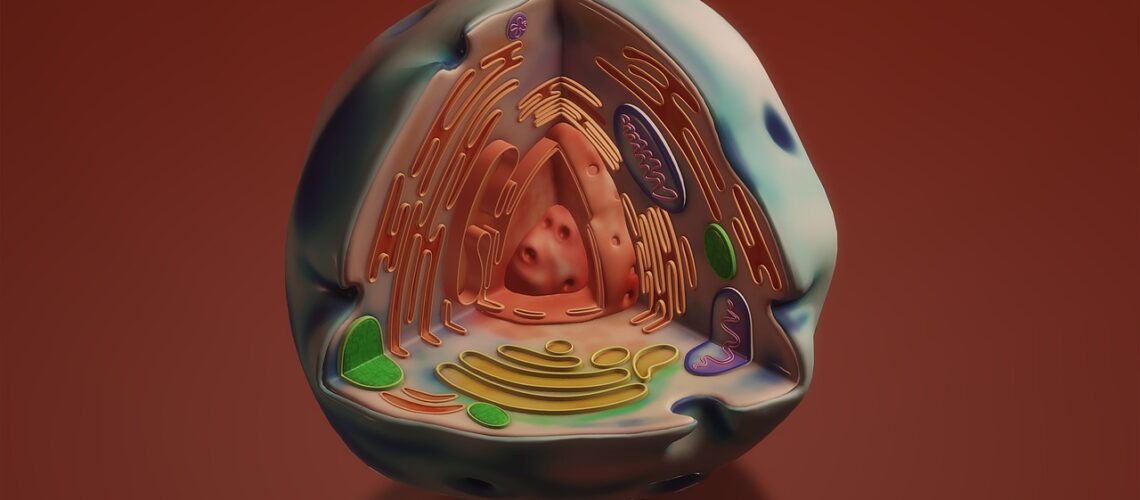 Le réticulum endoplasmique : structure, fonctions et importance en biologie cellulaire