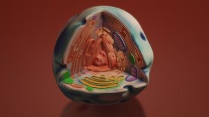 Le réticulum endoplasmique : structure, fonctions et importance en biologie cellulaire