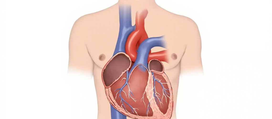 Le septum interventriculaire : anatomie, fonction et pathologies